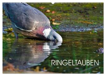 Naptár/Határidőnapló Ringeltauben (Wandkalender 2027 DIN A2 quer), CALVENDO Monatskalender Calvendo