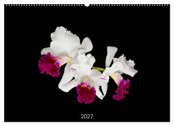 Calendario/Agenda Leuchtende Cattleyen (Wandkalender 2027 DIN A2 quer), CALVENDO Monatskalender Calvendo