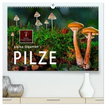 Kalender/agenda Pilze - kleine Giganten (hochwertiger Premium Wandkalender 2027 DIN A2 quer), Kunstdruck in Hochglanz Calvendo