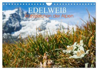 Kalendář/Diář Edelweiß - Wahrzeichen der Alpen (Wandkalender 2027 DIN A4 quer), CALVENDO Monatskalender Calvendo