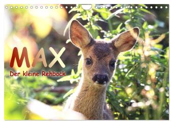 Kalender/Terminbuch Max, der kleine Rehbock (Wandkalender 2027 DIN A4 quer), CALVENDO Monatskalender Calvendo