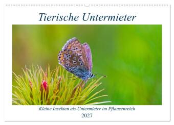 Kalender/agenda Tierische Untermieter (Wandkalender 2027 DIN A2 quer), CALVENDO Monatskalender Calvendo