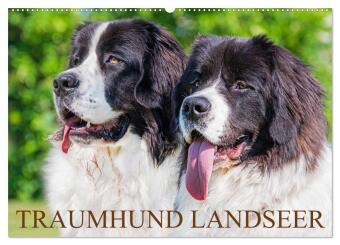 Kalendář/Diář Traumhund Landseer (Wandkalender 2027 DIN A2 quer), CALVENDO Monatskalender Calvendo