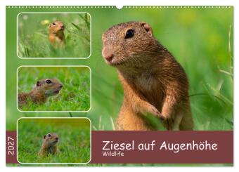 Kalender/Terminbuch Ziesel auf Augenhöhe (Wandkalender 2027 DIN A2 quer), CALVENDO Monatskalender Calvendo