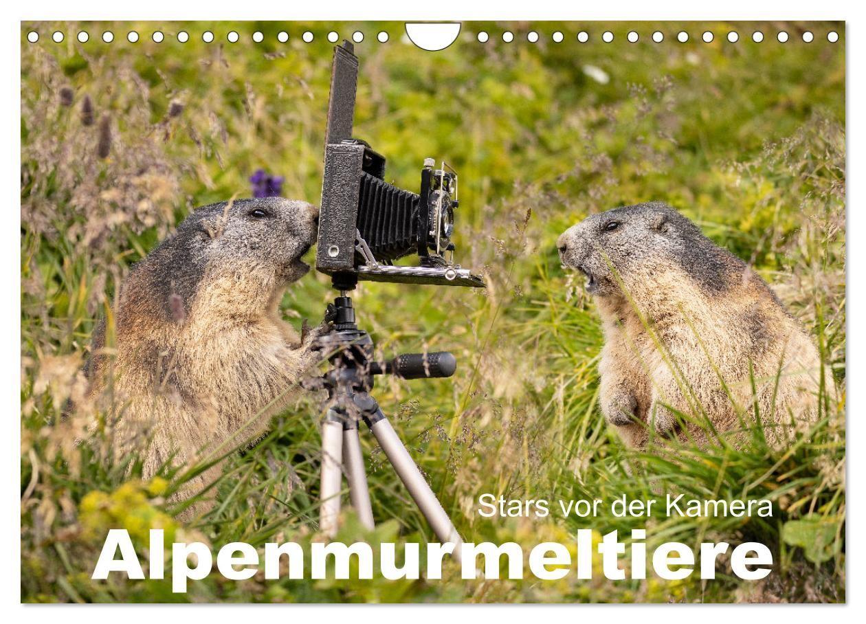 Kalendář/Diář Alpenmurmeltiere - Stars vor der Kamera (Wandkalender 2027 DIN A4 quer), CALVENDO Monatskalender Calvendo
