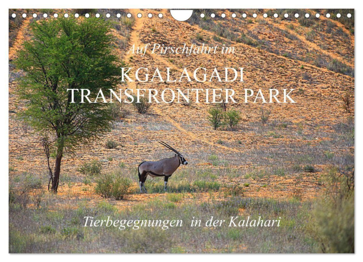 Kalender/agenda Auf Pirschfahrt im Kgalagadi Transfrontier Park (Wandkalender 2027 DIN A4 quer), CALVENDO Monatskalender Calvendo