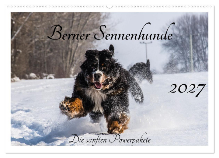 Kalendář/Diář Berner Sennenhunde - Die sanften Powerpakete (Wandkalender 2027 DIN A2 quer), CALVENDO Monatskalender Calvendo