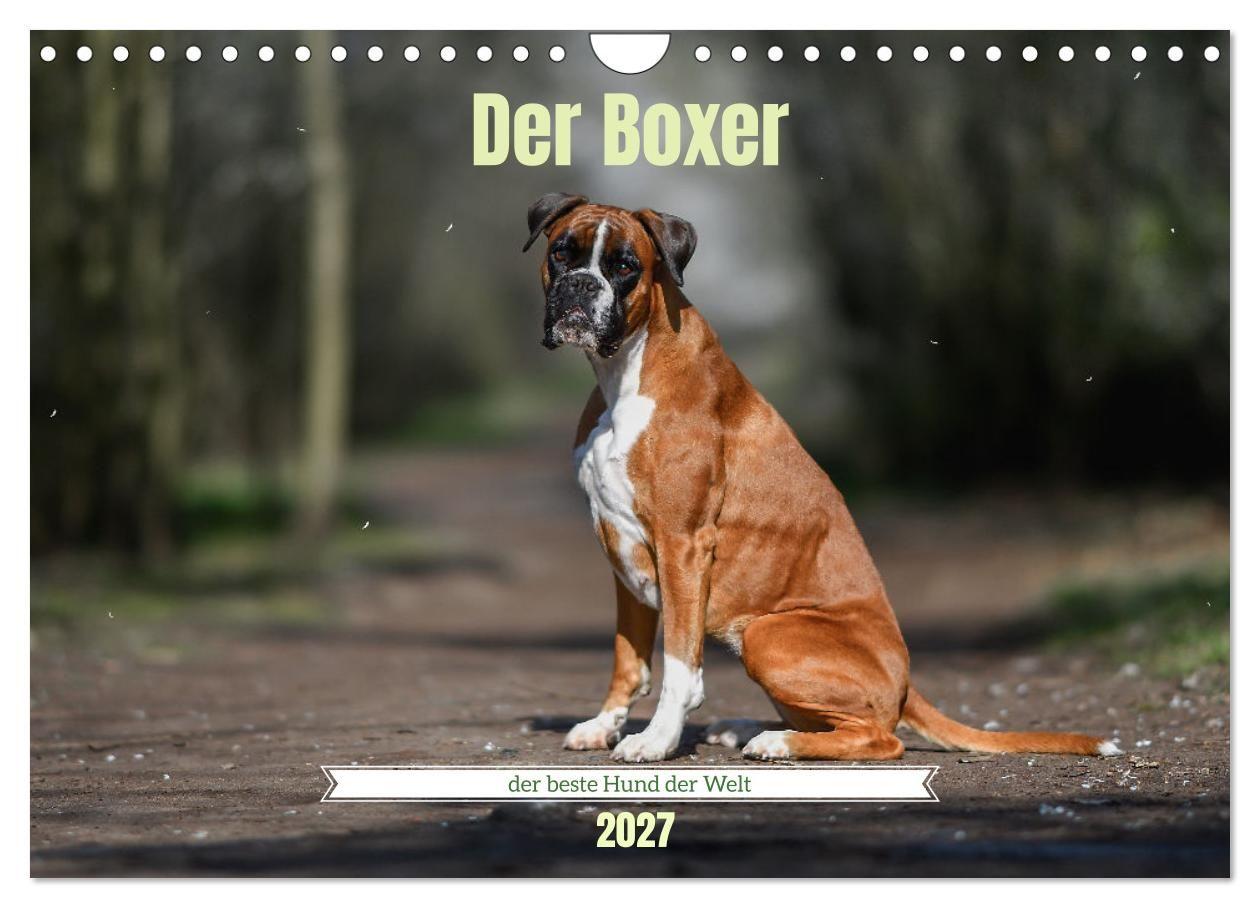 Kalendár/Diár Der Boxer, der beste Hund der Welt (Wandkalender 2027 DIN A4 quer), CALVENDO Monatskalender Calvendo