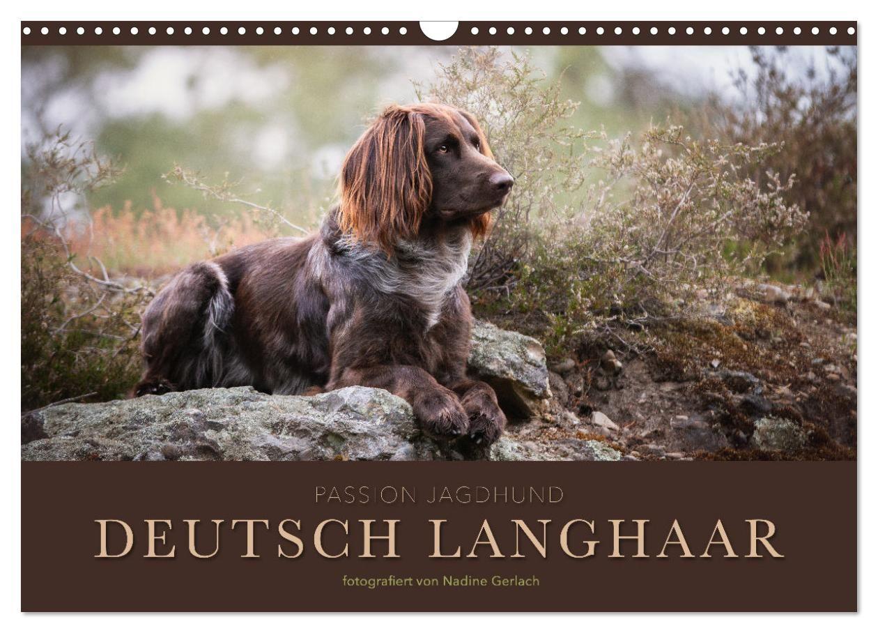 Kalendár/Diár Passion Jagdhund - Deutsch Langhaar (Wandkalender 2027 DIN A3 quer), CALVENDO Monatskalender Calvendo