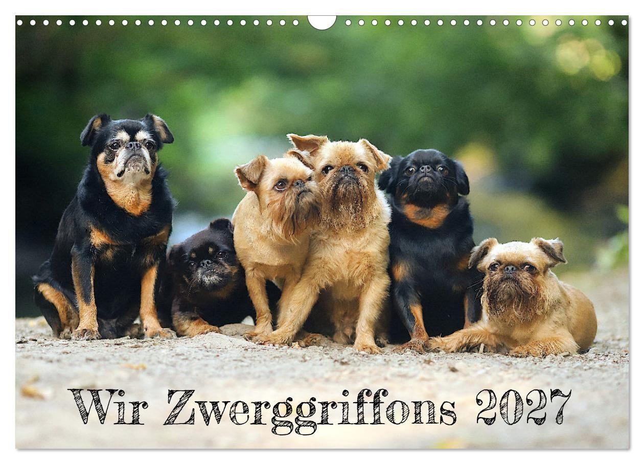 Kalender/agenda Wir Zwerggriffons 2027 (Wandkalender 2027 DIN A3 quer), CALVENDO Monatskalender Calvendo