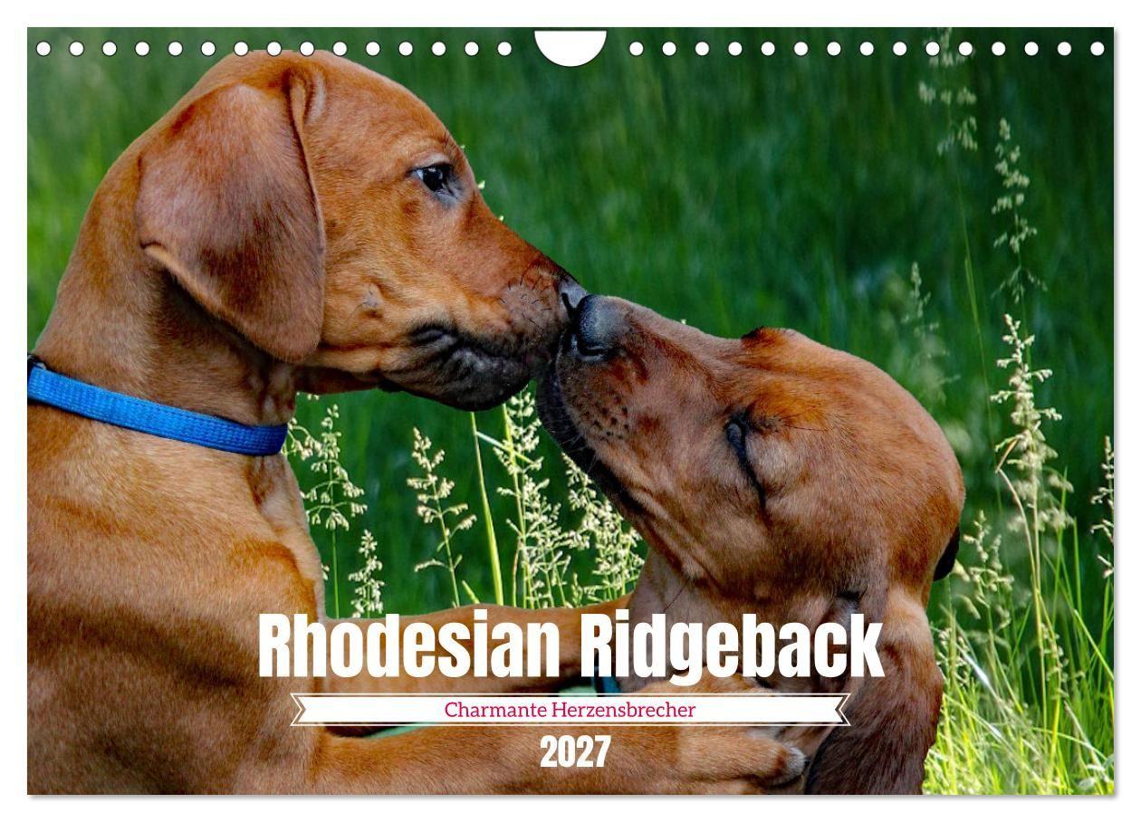 Kalender/Terminbuch Rhodesian Ridgeback, Charmante Herzensbrecher (Wandkalender 2027 DIN A4 quer), CALVENDO Monatskalender Calvendo