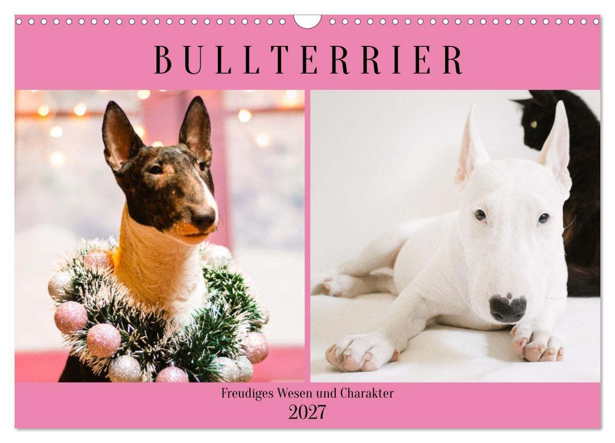 Kalender/agenda Bullterrier. Freudiges Wesen und Charakter (Wandkalender 2027 DIN A3 quer), CALVENDO Monatskalender Calvendo