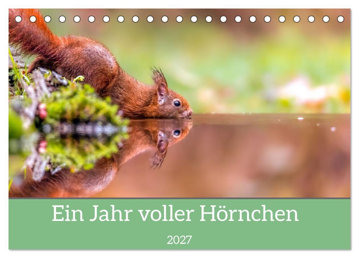 Kalender/Terminbuch Ein Jahr voller Hörnchen (Tischkalender 2027 DIN A5 quer), CALVENDO Monatskalender Calvendo