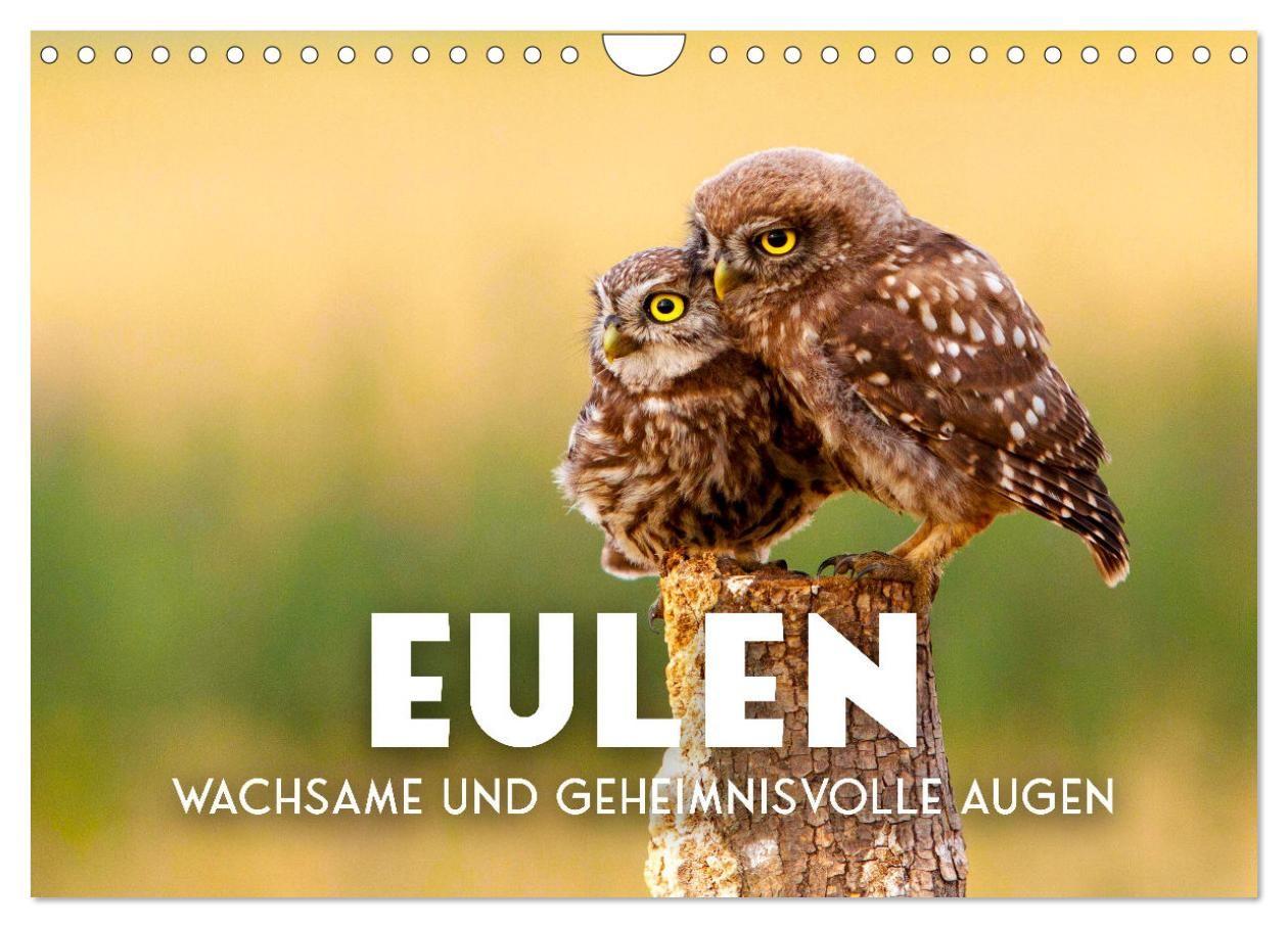 Kalender/Terminbuch Eulen - Wachsame und geheimnisvolle Augen (Wandkalender 2027 DIN A4 quer), CALVENDO Monatskalender Calvendo