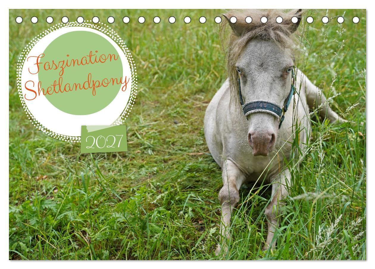 Kalendár/Diár Faszination Shetlandpony (Tischkalender 2027 DIN A5 quer), CALVENDO Monatskalender Calvendo