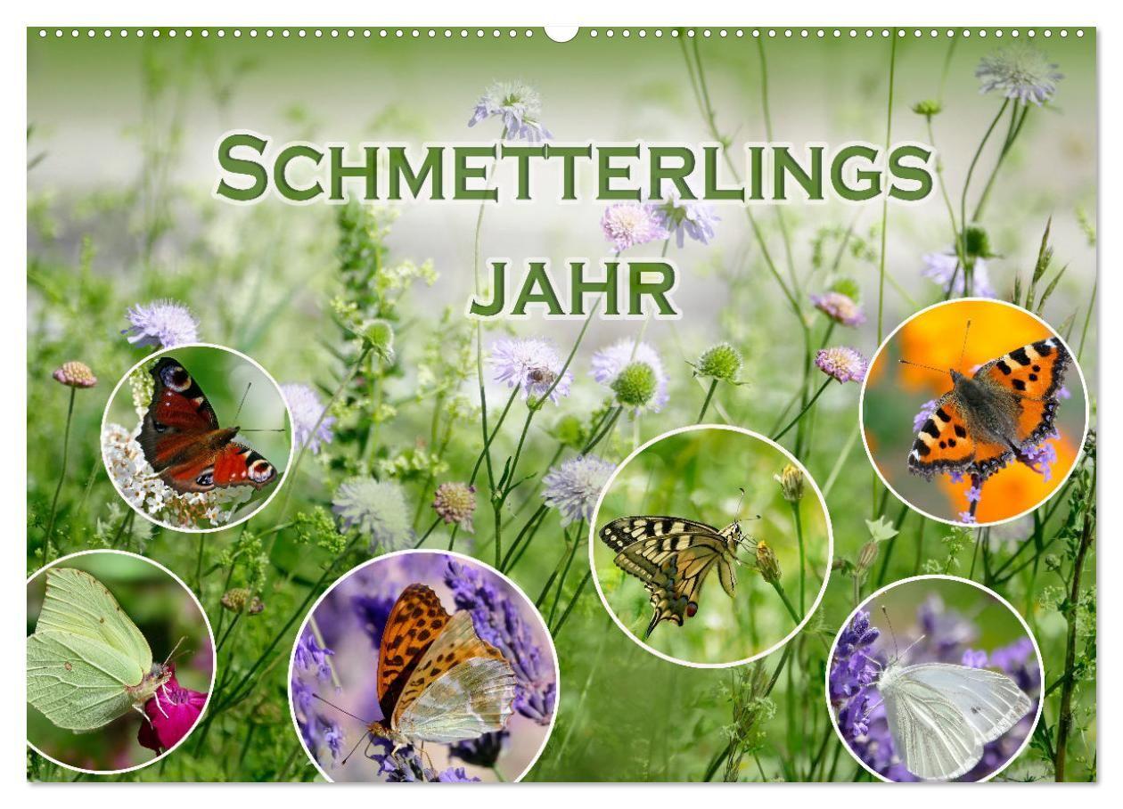 Kalender/Terminbuch Schmetterlingsjahr (Wandkalender 2027 DIN A2 quer), CALVENDO Monatskalender Calvendo