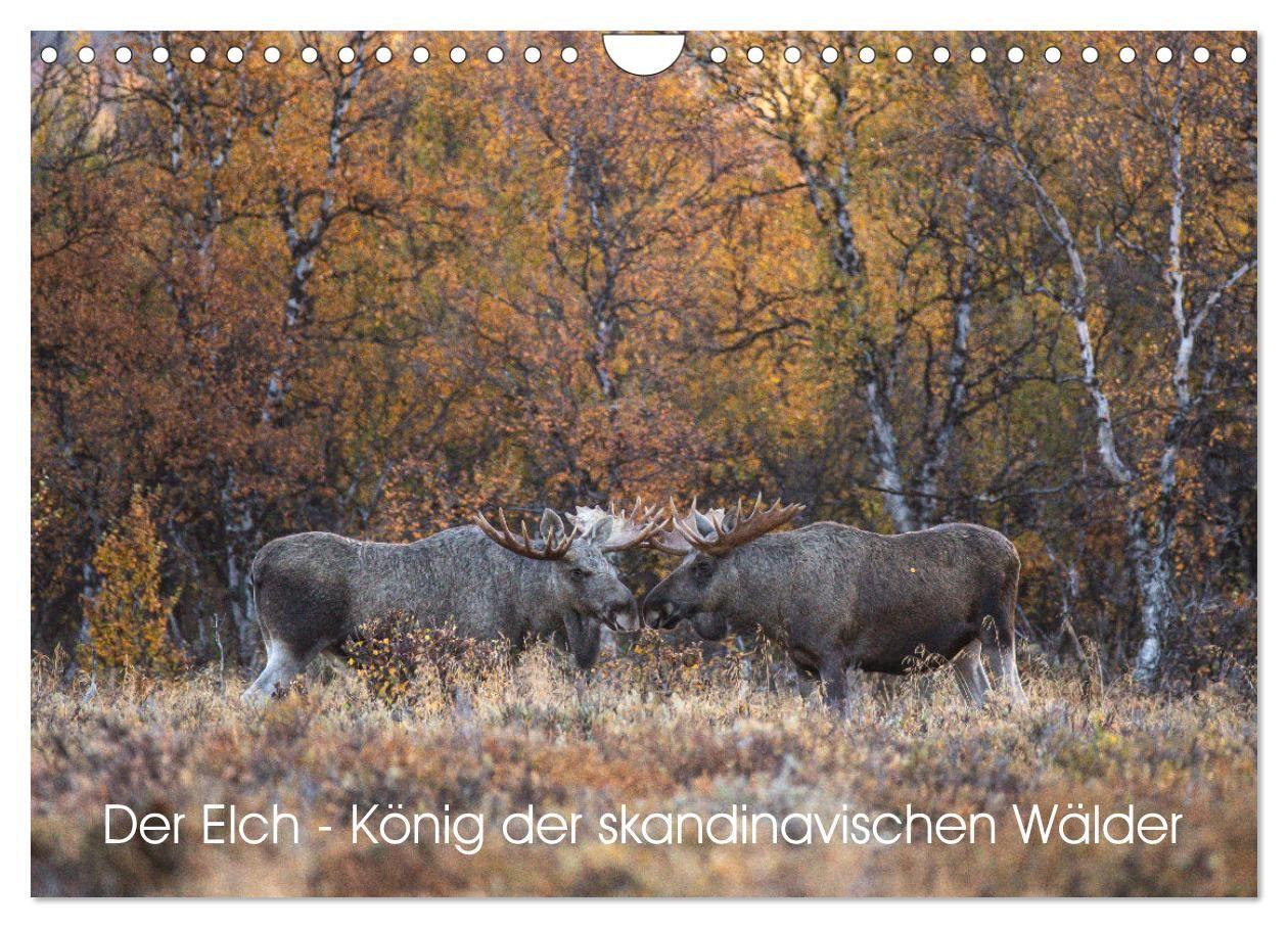 Kalendár/Diár Der Elch - König der skandinavischen Wälder (Wandkalender 2027 DIN A4 quer), CALVENDO Monatskalender Calvendo