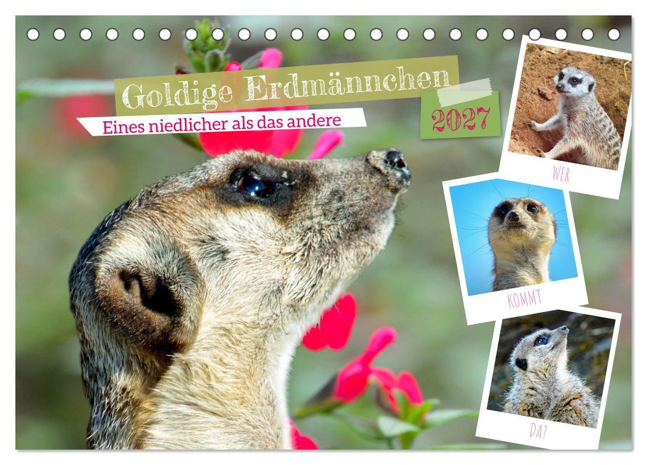 Kalendár/Diár Goldige Erdmännchen (Tischkalender 2027 DIN A5 quer), CALVENDO Monatskalender Calvendo