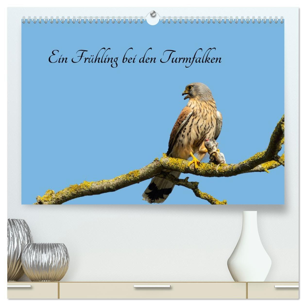 Kalender/agenda Ein Frühjahr bei den Turmfalken (hochwertiger Premium Wandkalender 2027 DIN A2 quer), Kunstdruck in Hochglanz Calvendo