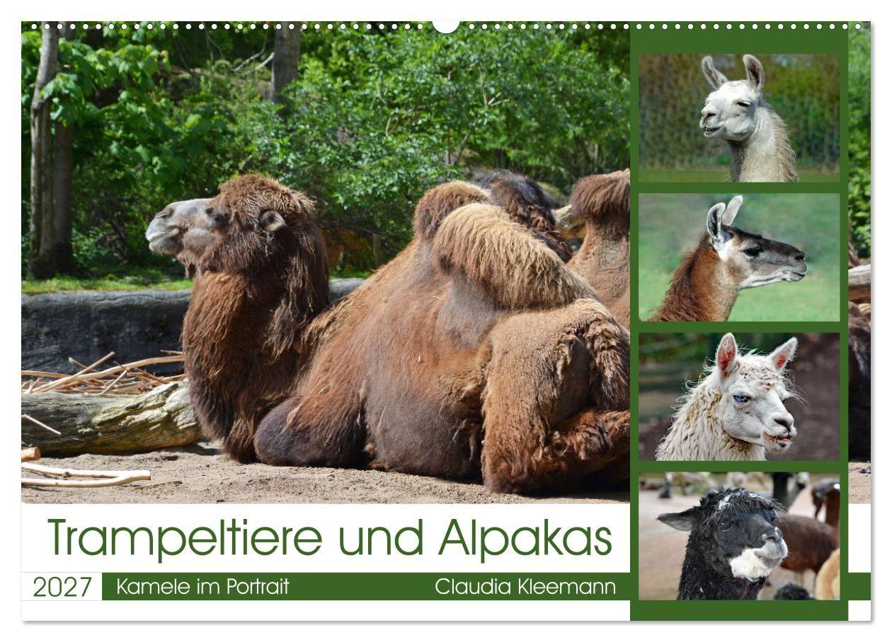 Kalender/Terminbuch Trampeltiere und Alpakas (Wandkalender 2027 DIN A2 quer), CALVENDO Monatskalender Calvendo
