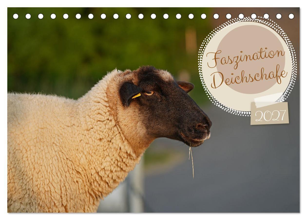 Calendar / Agendă Faszination Deichschafe (Tischkalender 2027 DIN A5 quer), CALVENDO Monatskalender Calvendo