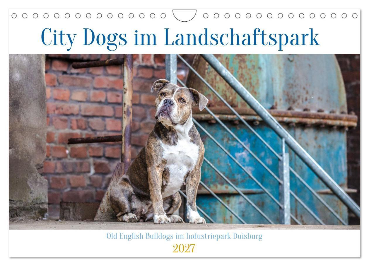 Kalender/Terminbuch City Dogs im Landschaftspark (Wandkalender 2027 DIN A4 quer), CALVENDO Monatskalender Calvendo