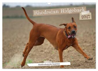 Kalender/Terminbuch Rhodesian Ridgeback - Ausdrucksstarke Gesichter (Wandkalender 2027 DIN A3 quer), CALVENDO Monatskalender Calvendo