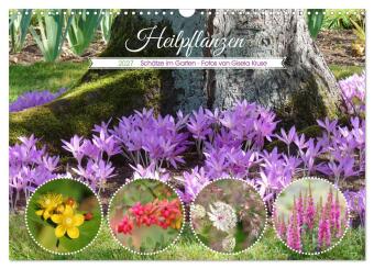 Naptár/Határidőnapló Heilpflanzen - Schätze im Garten (Wandkalender 2027 DIN A3 quer), CALVENDO Monatskalender Calvendo