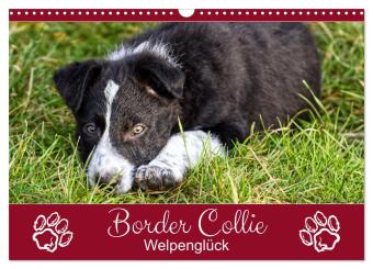 Kalender/Terminbuch Border Collie - Welpenglück (Wandkalender 2027 DIN A3 quer), CALVENDO Monatskalender Calvendo