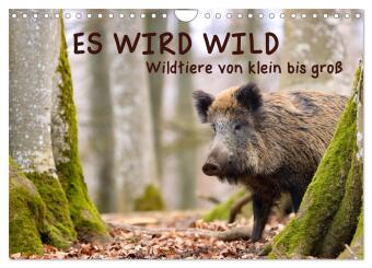 Kalender/Terminbuch ES WIRD WILD Wildtiere von klein bis groß (Wandkalender 2027 DIN A4 quer), CALVENDO Monatskalender Calvendo