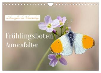 Kalender/Terminbuch Frühlingsboten Aurorafalter (Wandkalender 2027 DIN A4 quer), CALVENDO Monatskalender Calvendo