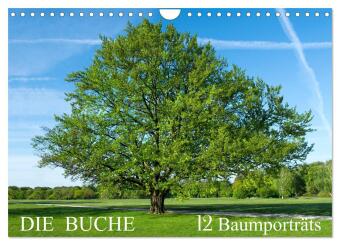 Kalendář/Diář Die Buche: 12 Baumporträts (Wandkalender 2027 DIN A4 quer), CALVENDO Monatskalender Calvendo