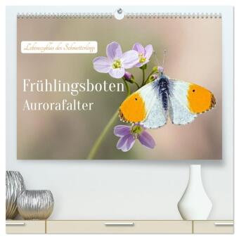 Kalendář/Diář Frühlingsboten Aurorafalter (hochwertiger Premium Wandkalender 2027 DIN A2 quer), Kunstdruck in Hochglanz Calvendo