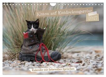 Kalender/agenda Kitten auf Entdeckungsreise (Wandkalender 2027 DIN A4 quer), CALVENDO Monatskalender Calvendo