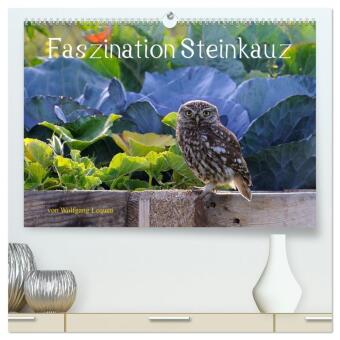 Kalendár/Diár Faszination Steinkauz (hochwertiger Premium Wandkalender 2027 DIN A2 quer), Kunstdruck in Hochglanz Calvendo