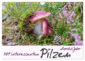 Kalender/Terminbuch Mit interessanten Pilzen durchs Jahr (Wandkalender 2027 DIN A4 quer), CALVENDO Monatskalender Calvendo
