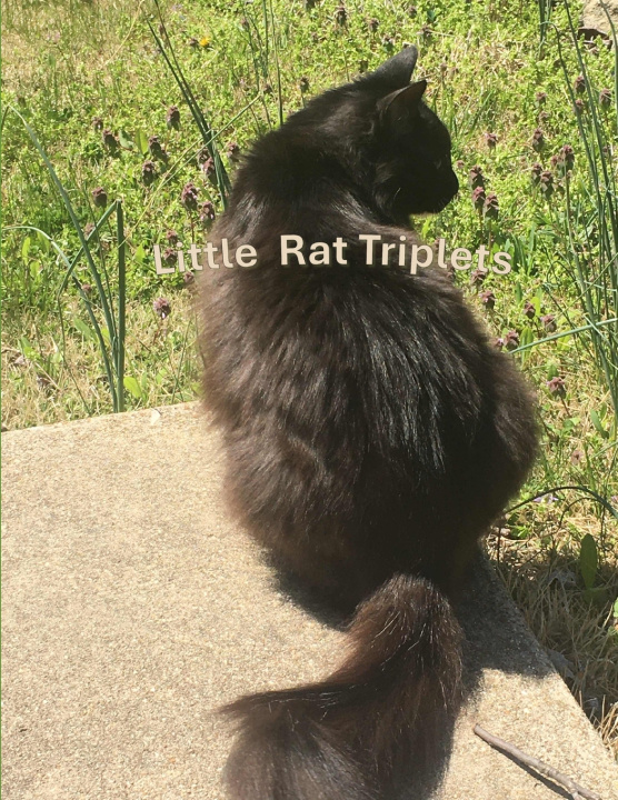 Carte Little Rat Triplets E. H. R.