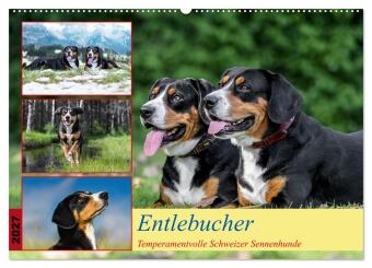 Kalendář/Diář Entlebucher - Temperamentvolle Schweizer Sennenhunde (Wandkalender 2027 DIN A2 quer), CALVENDO Monatskalender Calvendo
