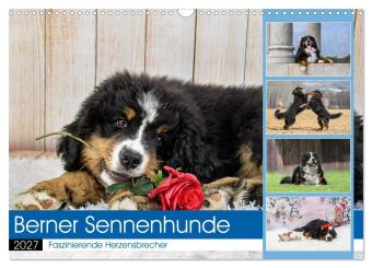 Naptár/Határidőnapló Berner Sennenhunde - Faszinierende Herzensbrecher (Wandkalender 2027 DIN A3 quer), CALVENDO Monatskalender Calvendo