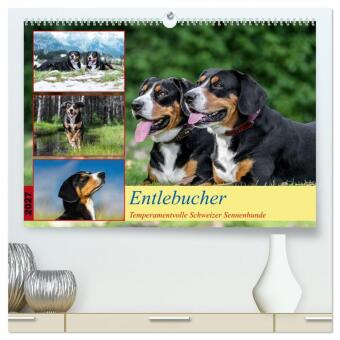 Kalendář/Diář Entlebucher - Temperamentvolle Schweizer Sennenhunde (hochwertiger Premium Wandkalender 2027 DIN A2 quer), Kunstdruck in Hochglanz Calvendo