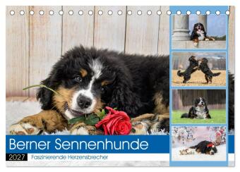 Kalendár/Diár Berner Sennenhunde - Faszinierende Herzensbrecher (Tischkalender 2027 DIN A5 quer), CALVENDO Monatskalender Calvendo
