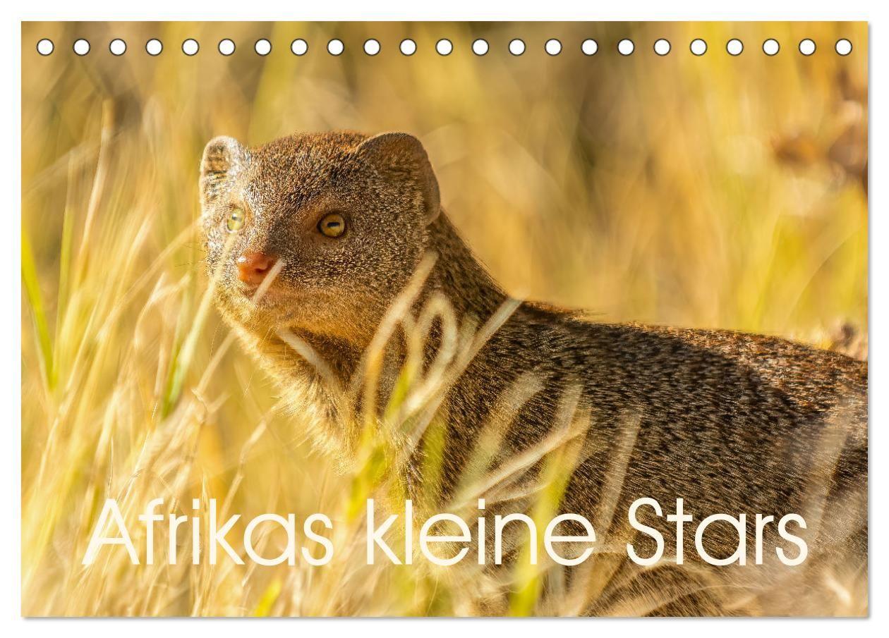 Kalendár/Diár Afrikas kleine Stars (Tischkalender 2027 DIN A5 quer), CALVENDO Monatskalender Calvendo