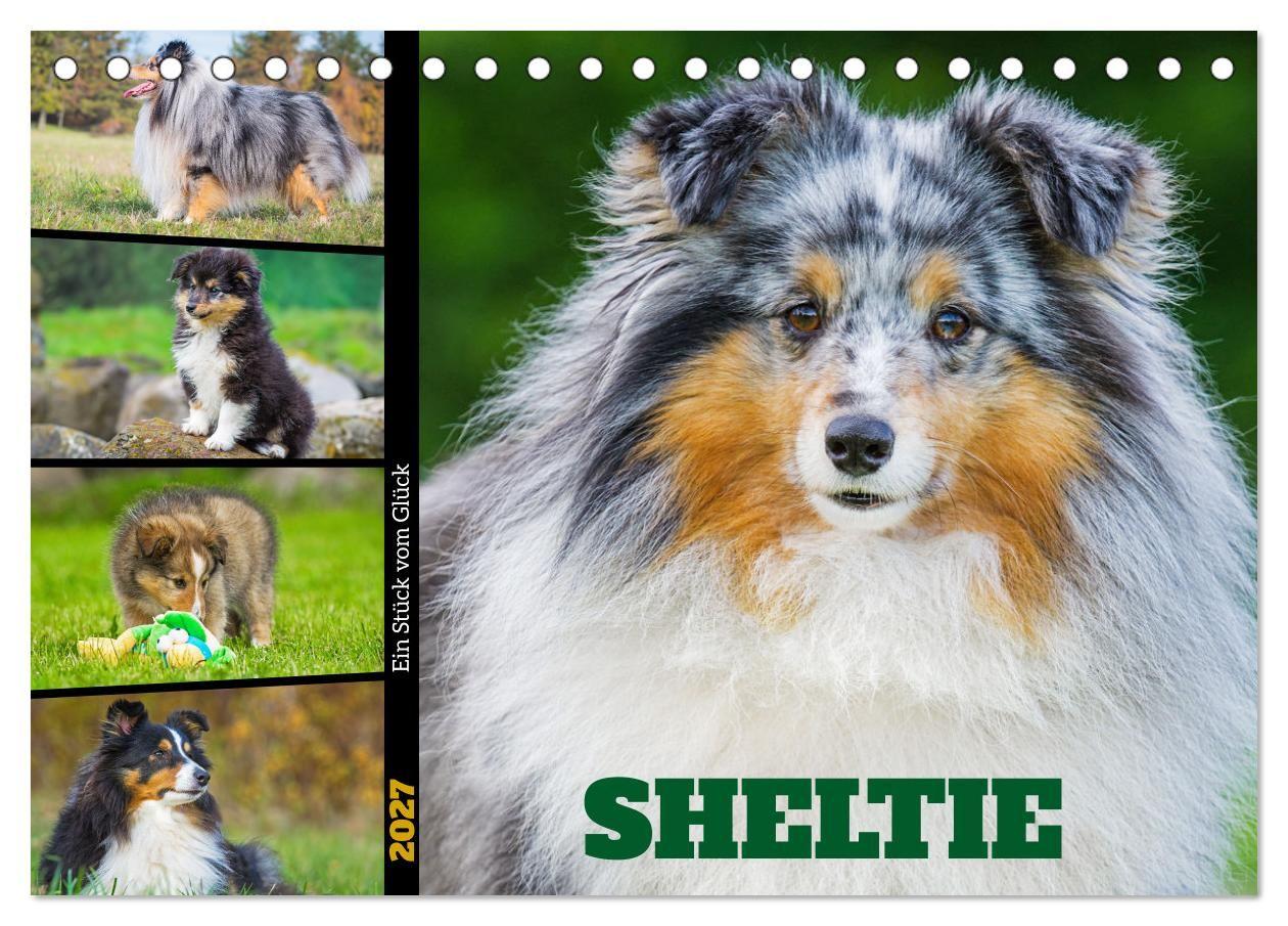 Kalender/Terminbuch Sheltie - Ein Stück vom Glück (Tischkalender 2027 DIN A5 quer), CALVENDO Monatskalender Calvendo
