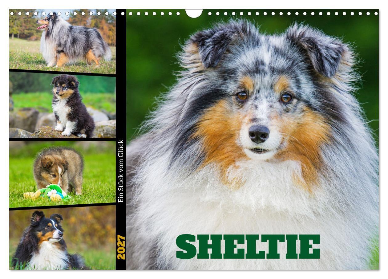 Kalender/agenda Sheltie - Ein Stück vom Glück (Wandkalender 2027 DIN A3 quer), CALVENDO Monatskalender Calvendo