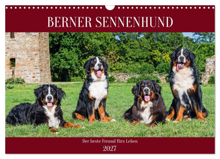 Kalender/Terminbuch Berner Sennenhund - Der beste Freund fürs Leben (Wandkalender 2027 DIN A3 quer), CALVENDO Monatskalender Calvendo
