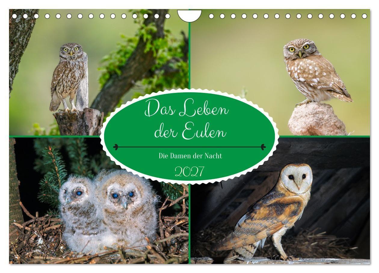Kalender/agenda Das Leben der Eulen, die Damen der Nacht (Wandkalender 2027 DIN A4 quer), CALVENDO Monatskalender Calvendo