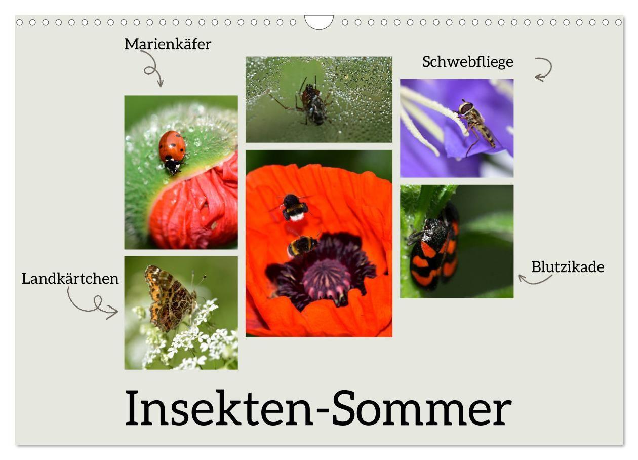 Kalender/agenda Insekten-Sommer (Wandkalender 2027 DIN A3 quer), CALVENDO Monatskalender Calvendo