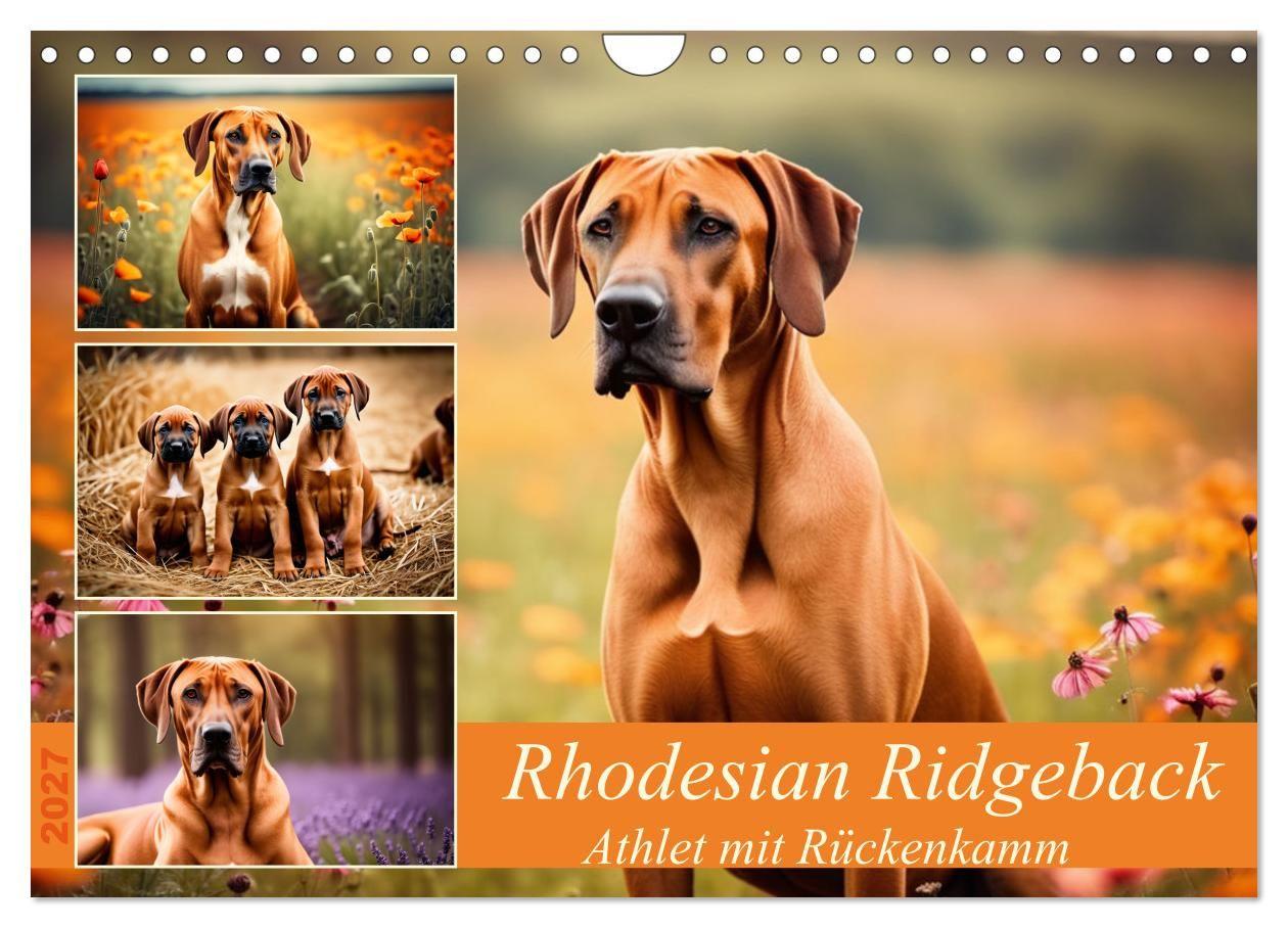 Kalendár/Diár Rhodesian Ridgeback - Athlet mit Rückenkamm (Wandkalender 2027 DIN A4 quer), CALVENDO Monatskalender Calvendo