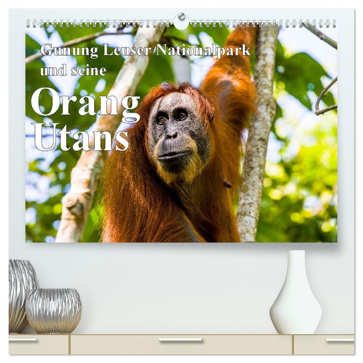 Kalender/agenda Gunung Leuser Nationalpark und seine Orang Utans (hochwertiger Premium Wandkalender 2027 DIN A2 quer), Kunstdruck in Hochglanz Calvendo