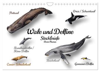 Kalender/agenda Wale und Delfine Steckbriefe (Wandkalender 2027 DIN A4 quer), CALVENDO Monatskalender Calvendo